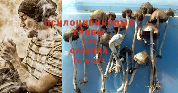 прущие грибы Абдулино